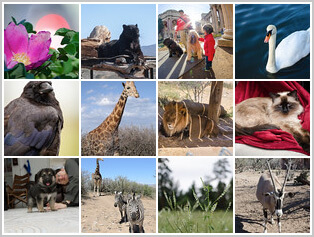 Nature & Animals